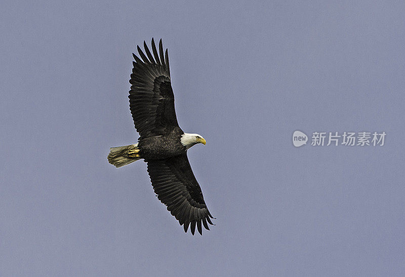 白头秃鹰(Haliaeetus leucocephalus)是一种猛禽，发现于阿拉斯加的锡特卡海峡上空，阿拉斯加。